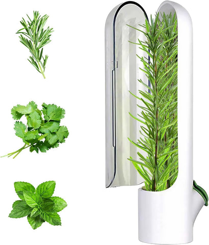 Olmecs Large Refrigerated Herb Fresh-Keeping Box, Refrigerated Coriander Storage Box (2Pc Pack)