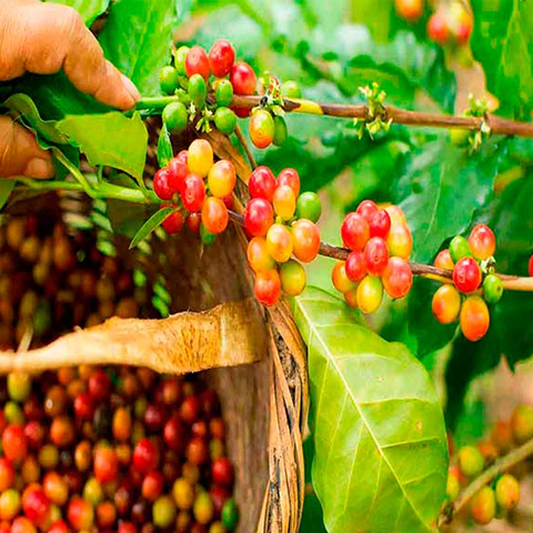 Caffesta Arnova Medium Roasted Nicaraguan Coffee Beans 500g